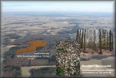 Wald im Luftbild von terra-air services